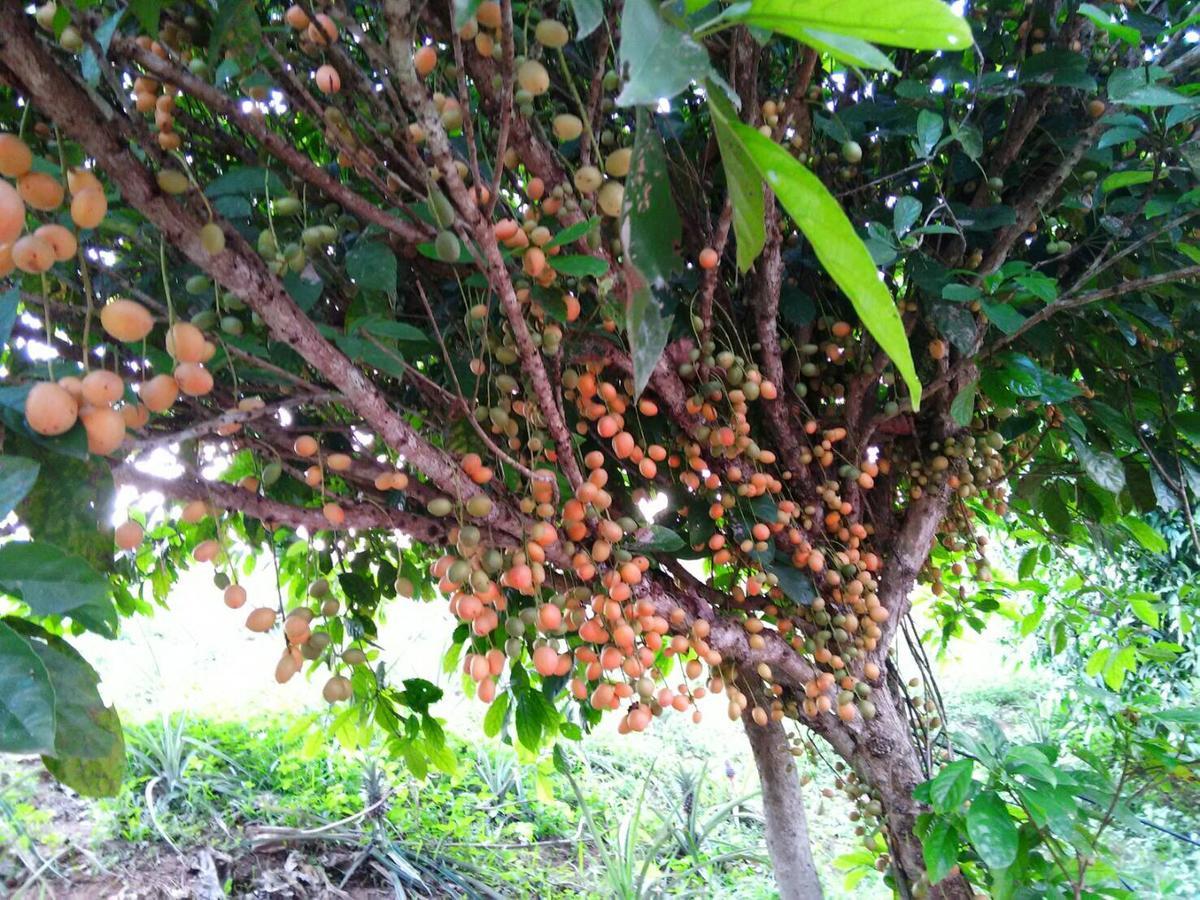 Baansuan Nanglae Hill Homestay Ban Bo Thong Exterior foto